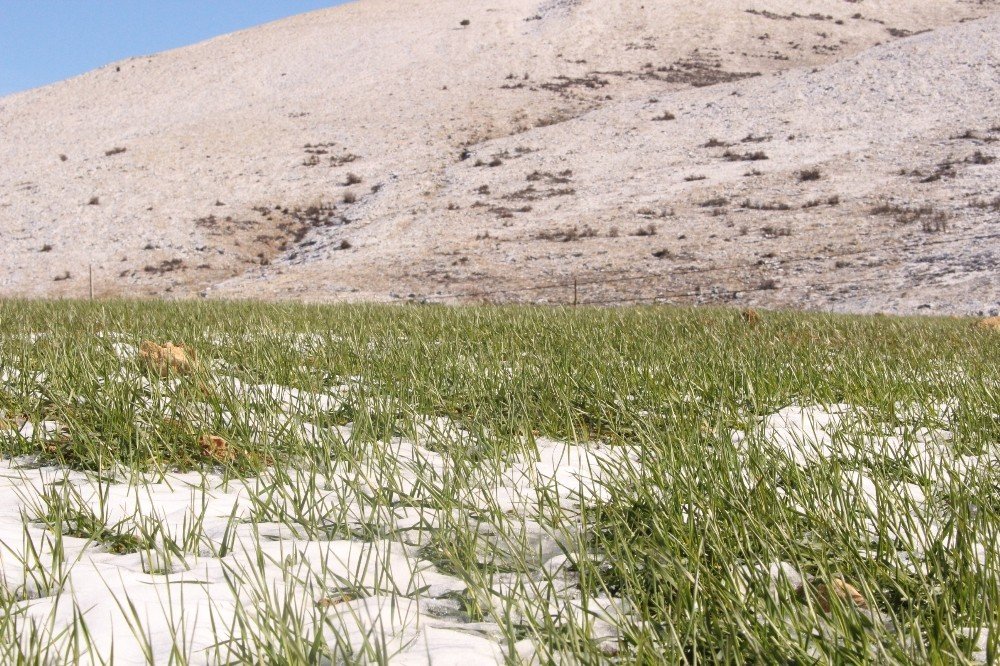 Büyükşehirin Elmalı Ve Korkuteli’deki Ata Tohumları Çimlendi