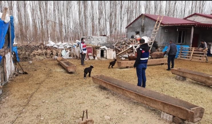 Iğdır’da Hayvan Hırsızlığına 7 Gözaltı