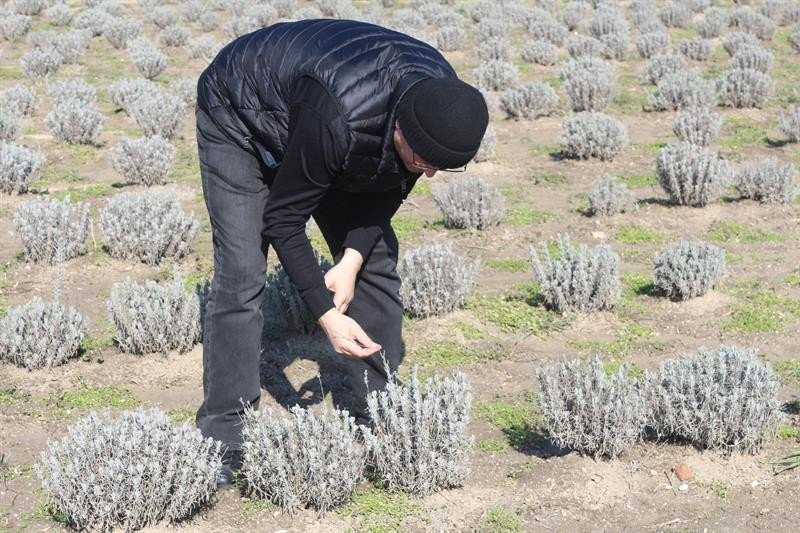 Lavanta Tarlaları İncelendi