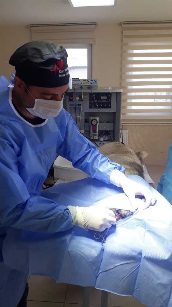 Yaralı Köpek Barınakta Tedavi Altına Alındı
