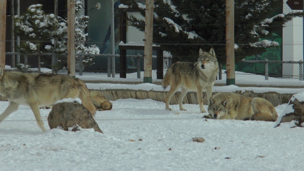 Anadolu Harikalar Diyarı Hayvanat Bahçesi Her An Açılacakmış Gibi Hazır