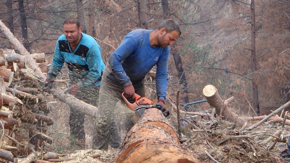 Yanan Ormanlık Alanları Küllerinden Yeşertmek İçin Çalışıyorlar