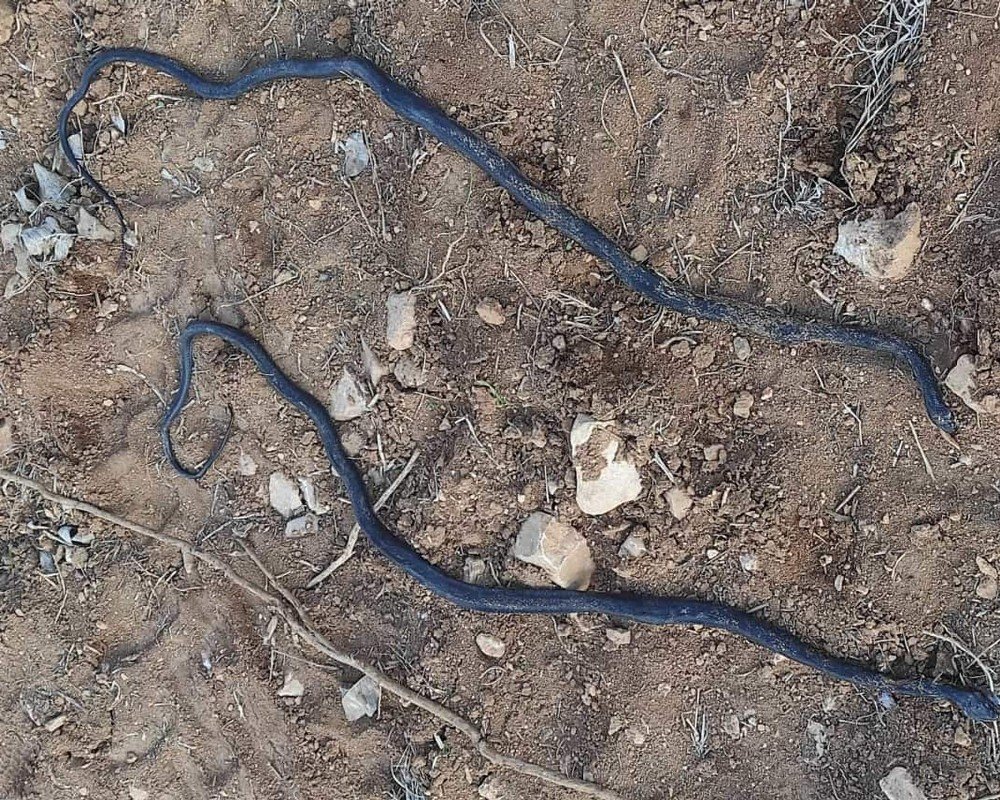 Havaların Isınmasıyla Ortaya Çıkan Yılanlar Köylüleri Tedirgin Etti