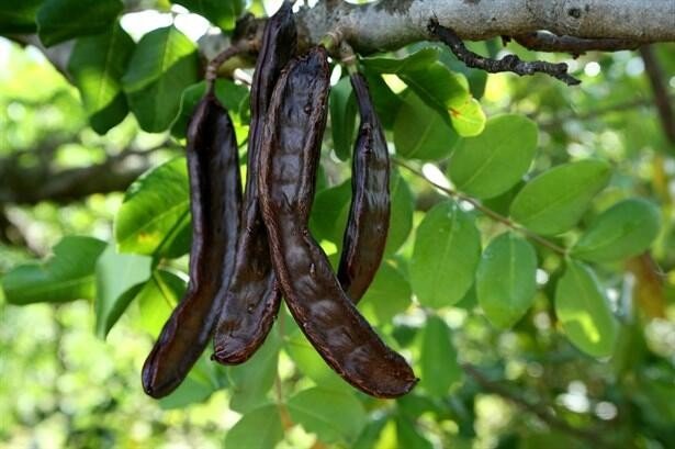 Aromatik Bitki Üretimine Yüzde 75 Destek