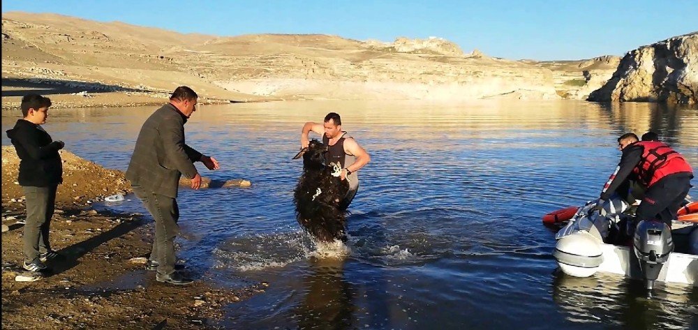 Batman’da Kayalıklarda Mahsur Kalan Keçileri Kurtarmak İçin Botla Karşıya Geçtiler