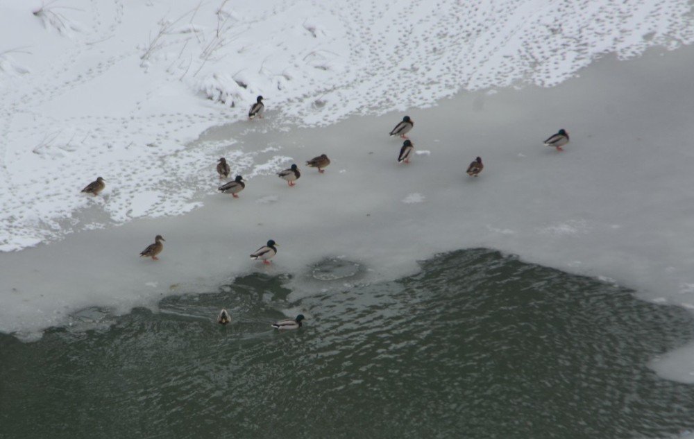 Doğa Fotoğrafçısından Örnek Davranış