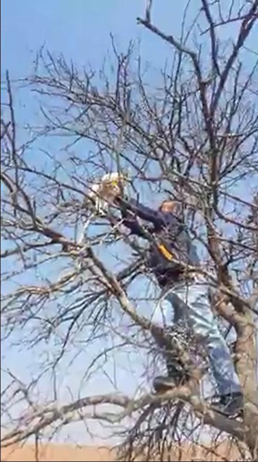 Çıktığı Ağaçta Mahsur Kalan Kediyi Vatandaşlar Kurtardı