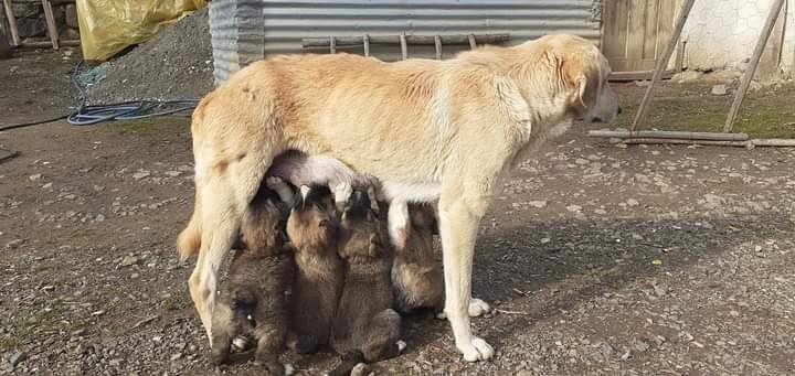 Yavru Köpekler Annelerine Kavuştu