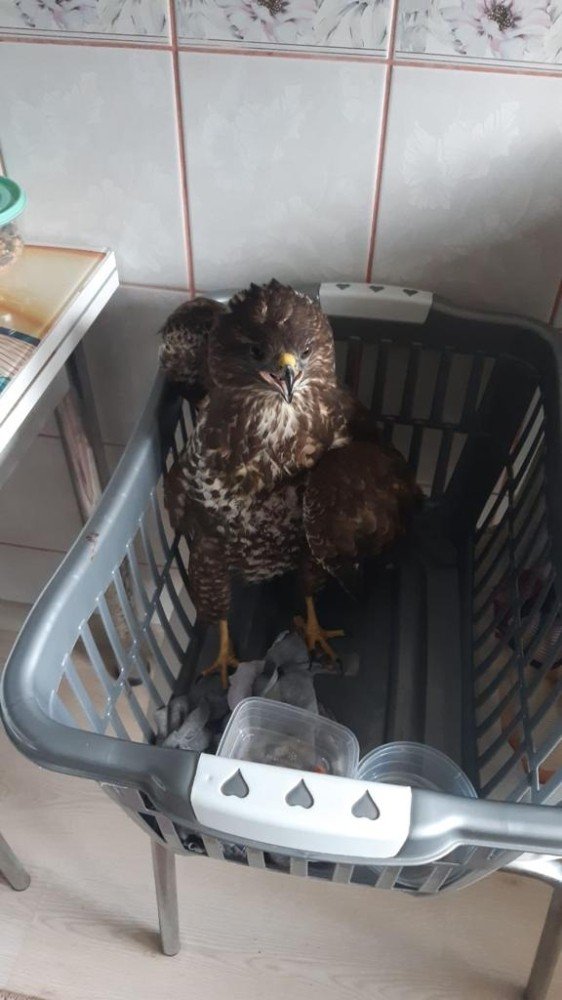 Yaralı Olarak Bulduğu ‘kızıl Şahin’ İle Önce Fotoğraf Çektirdi Sonra Dkmp’ye Teslim Etti