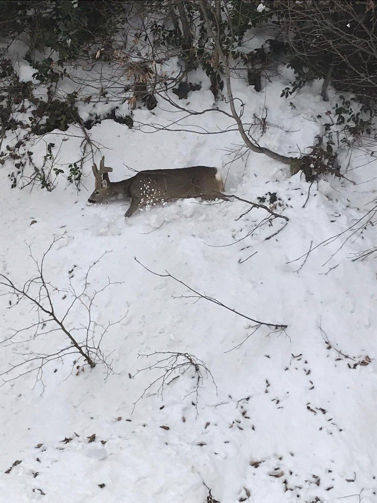 Dereye Düşen Karacayı Kepçe Operatörü Kurtardı