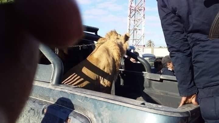 Libya’da Sokakta Dolaşan Aslan Paniğe Neden Oldu