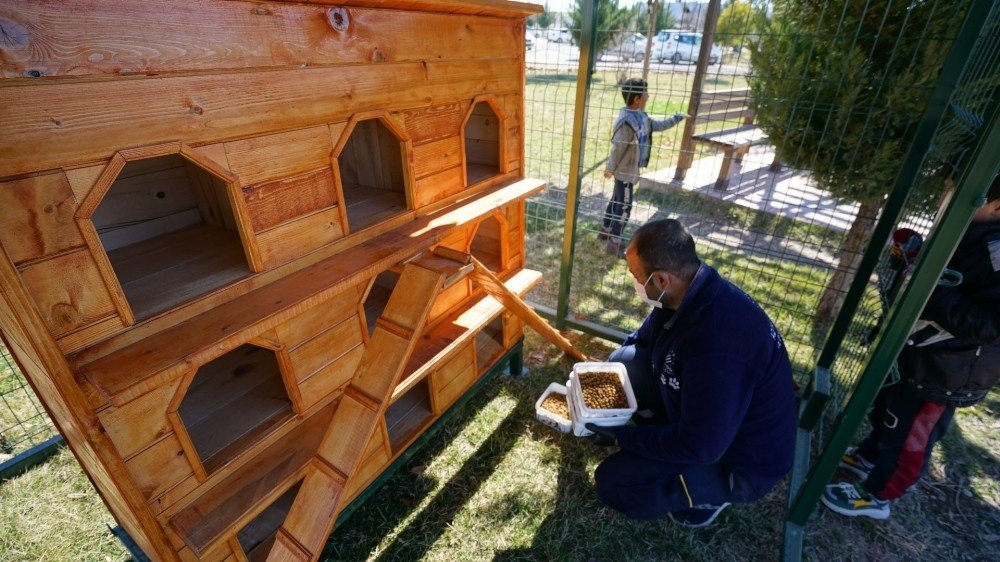 Kediler Sıcak Yuvalarına Kavuştu