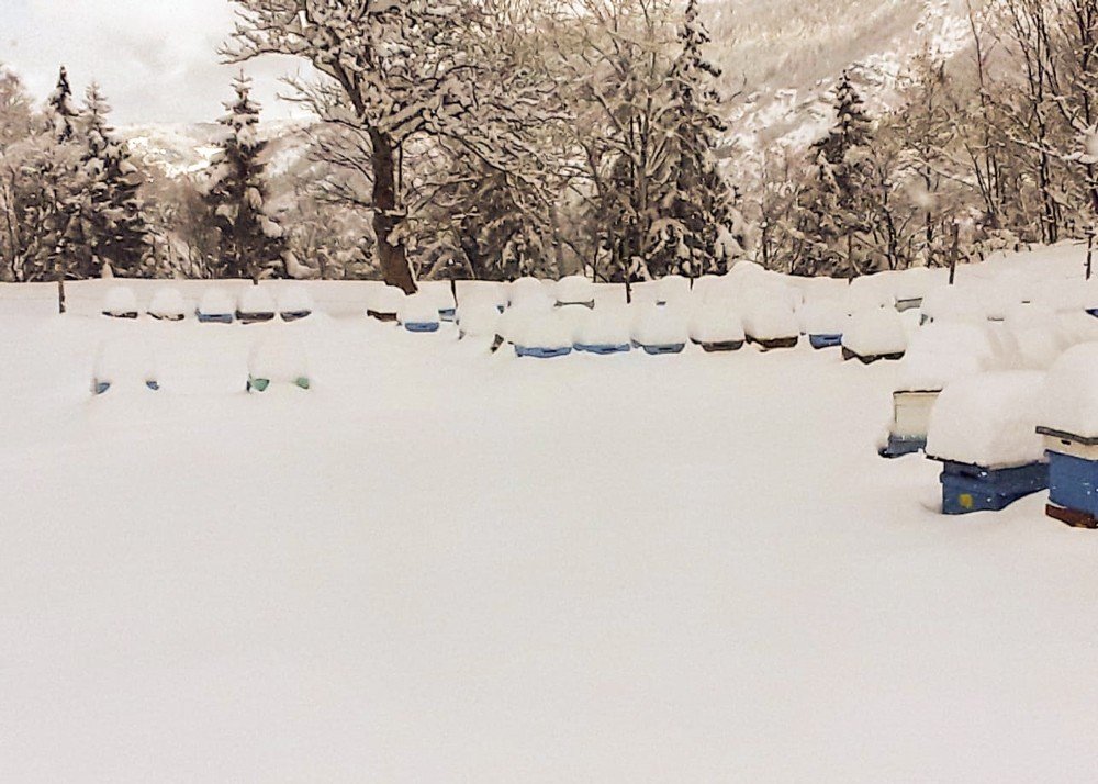 Arı Kovanları Kar Altında