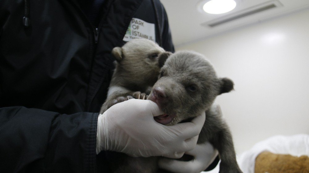 İ̇stanbul’un Sevimli 2 Yavru Ayısı Doğdu
