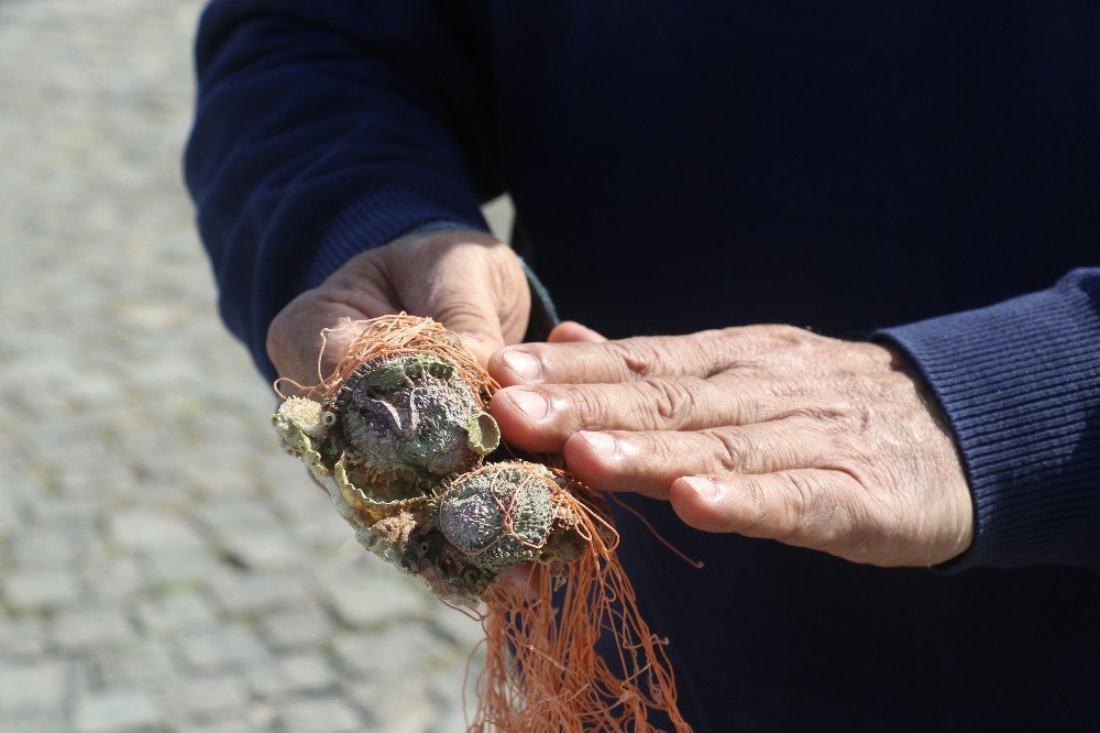 Prof. Dr. Gökoğlu: “biyolojik Bir Kirlilik, Akdeniz Ekosistemini Değiştirmeyi Amaçlayan Canlılar Bunlar”