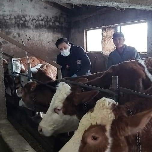 Sinop’ta Şap Aşılaması Başladı