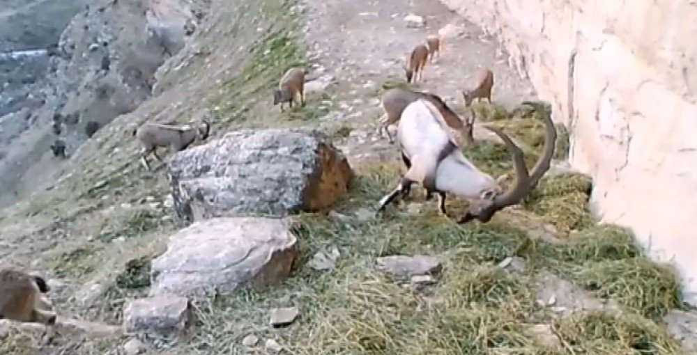 Doğaya Bırakılan Yemleri Yiyen Keçiler Görüntülendi