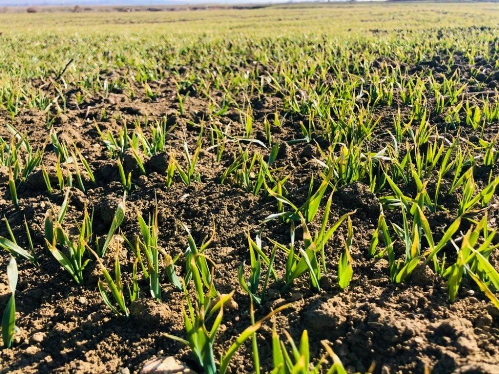Yağış Gören Buğday, ‘kardeşlenme’ Aşamasında