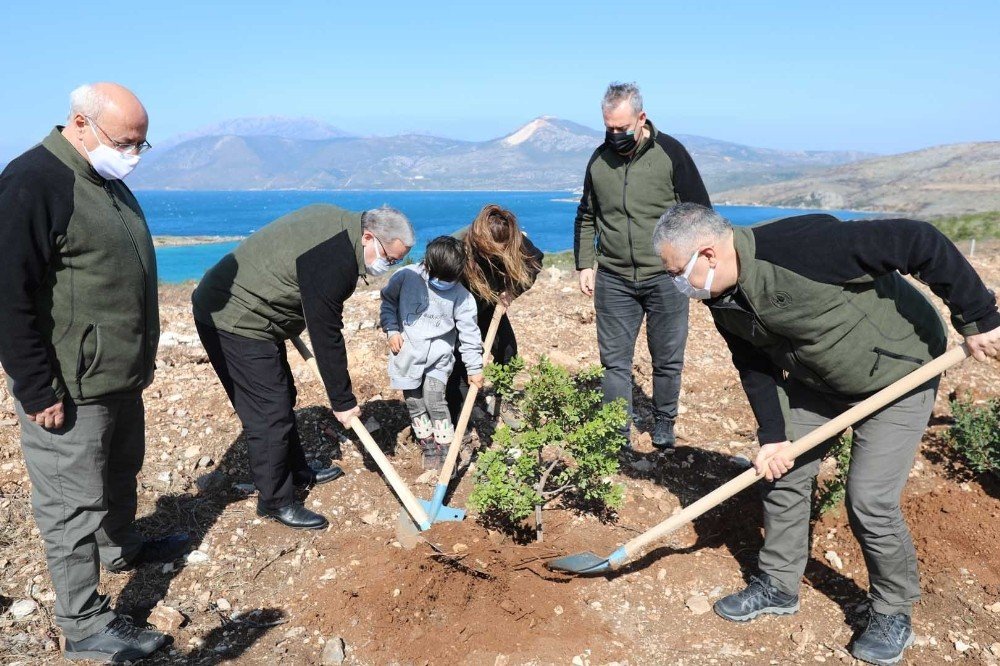 Çeşme’de Yanan Orman Alanına 5 Bin Adet Sakız Fidanı