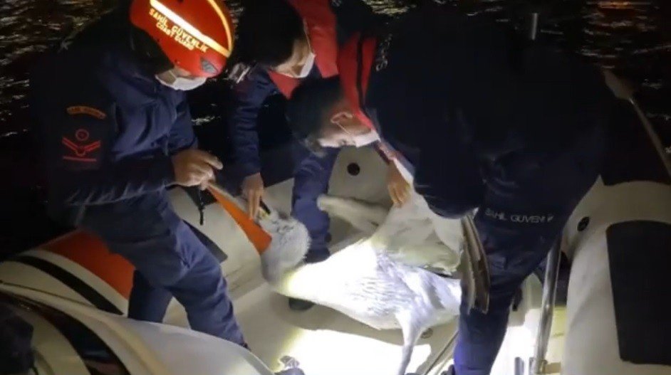İ̇zmir’de Yaralı Pelikan, Sahil Güvenlik Tarafından Kurtarıldı