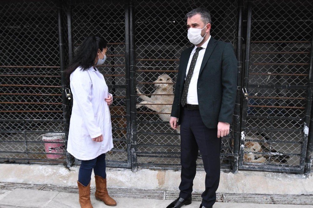 Pursaklar Belediyesi Sokak Hayvanlarını Sahiplendiriyor