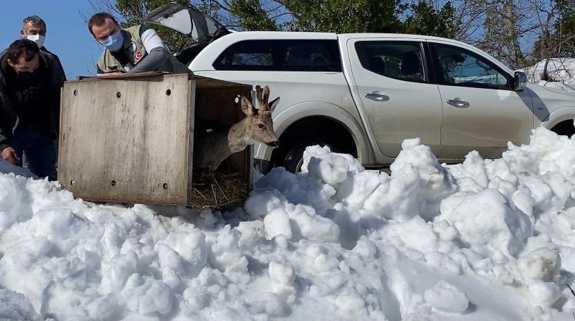 Sinop’ta Yaralı Karaca Tedavi Edilip Doğaya Salındı