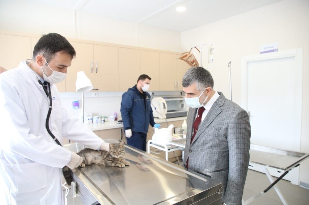 Sokak Hayvanlarına Özel Klinik Açıldı