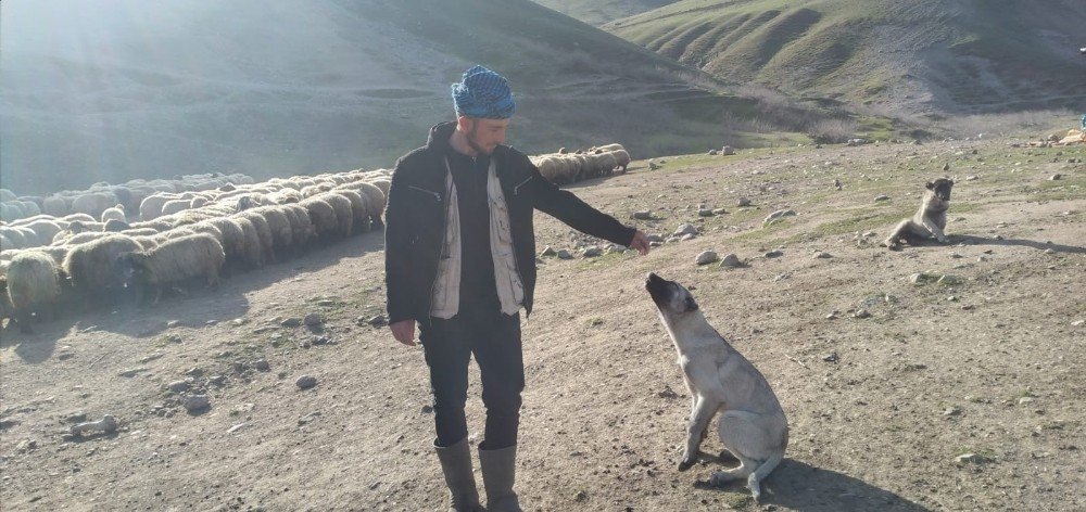 Çalınan Köpeğini Bulup Getirene 20 Bin Lira Ödül Verecek