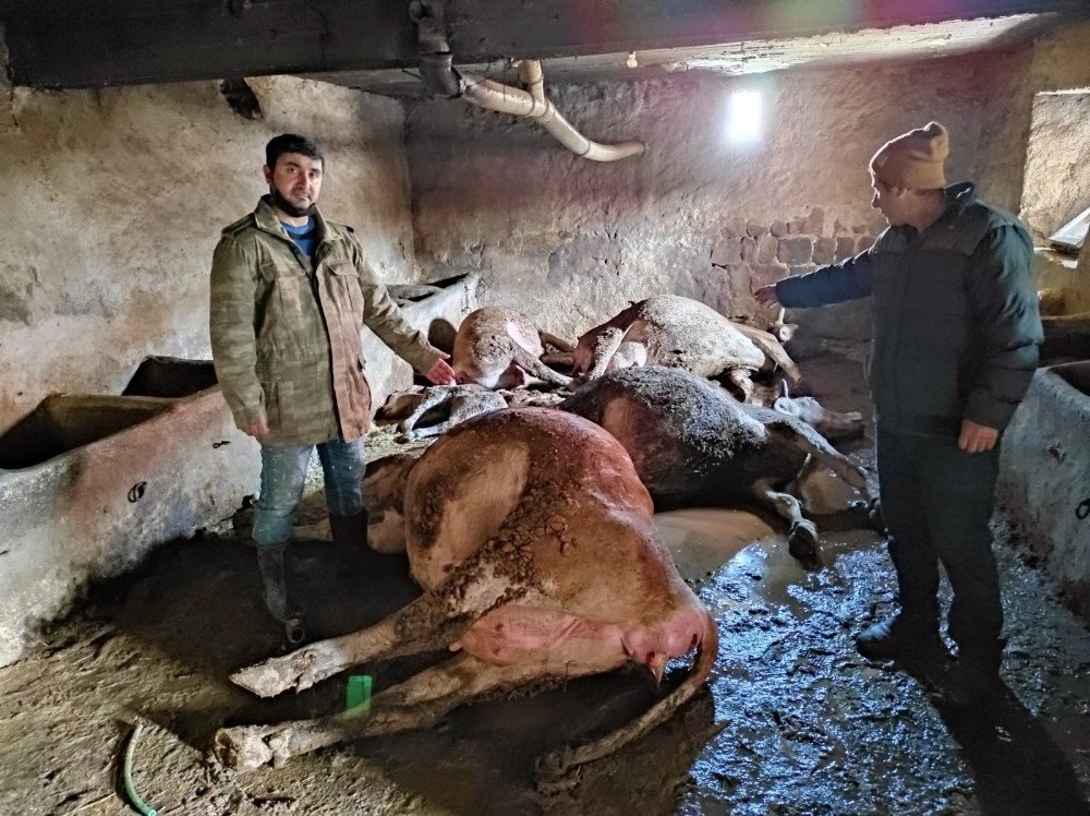Ahırda Çıkan Yangında 12 Büyükbaş Hayvan Telef Oldu