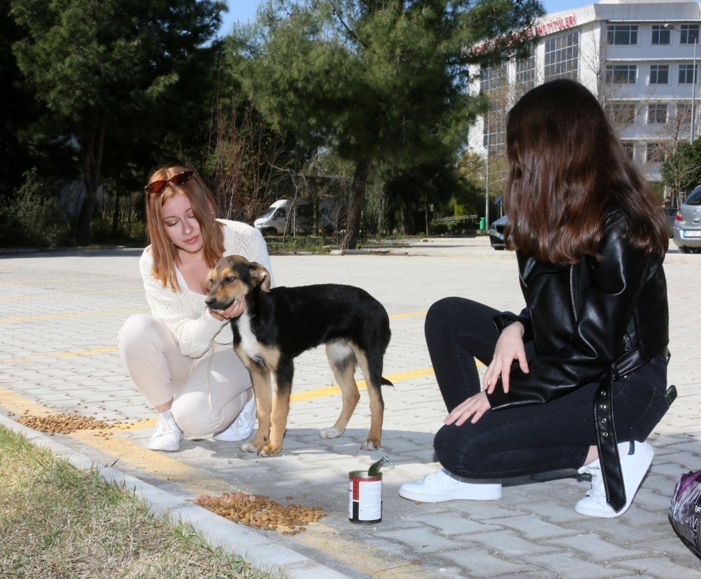 Kampüsteki Hayvanlar Pandemi Döneminde De Yalnız Bırakılmıyor
