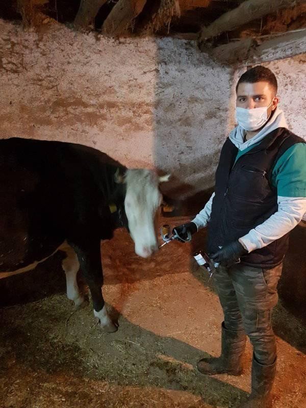 Altıntaş’ta ’’şap’’ Aşısı Kampanyası