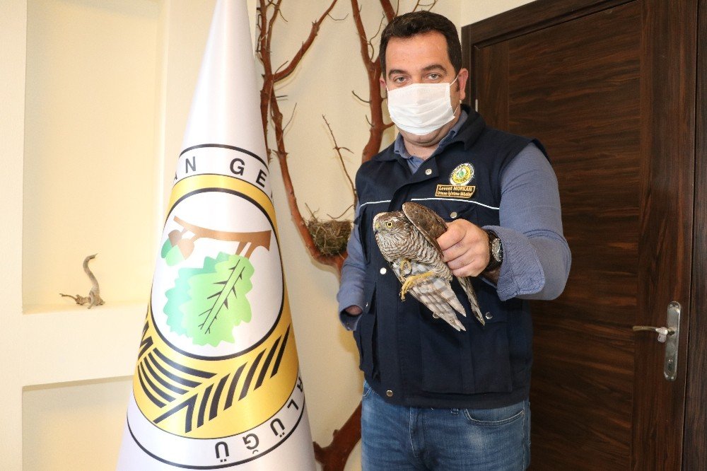 Amasya’da Bahçede Yaralı Halde Bulunan Atmaca Korumaya Alındı