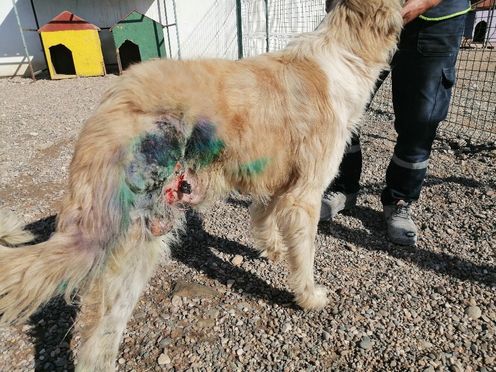 Av Tüfeğiyle Vurularak Yaralanan Köpek Tedavi Edildi