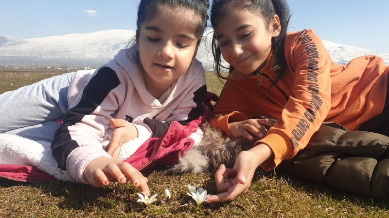 Bitlis’te Kardelen Ve Çiğdemler Çiçek Açtı