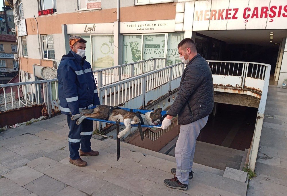 Devrek’te Bacağı Kırılan Sokak Köpeği Tedavi Altına Alımdı