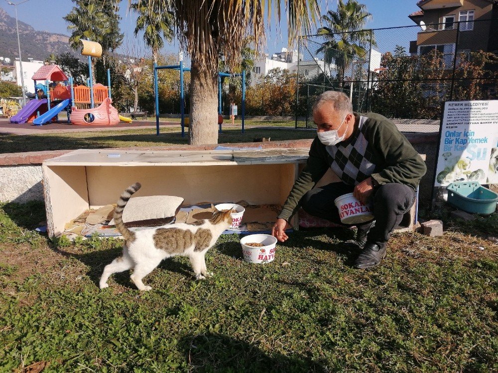 Kemer’de Bir Ayda 27 Sokak Hayvanı Sahiplendirildi
