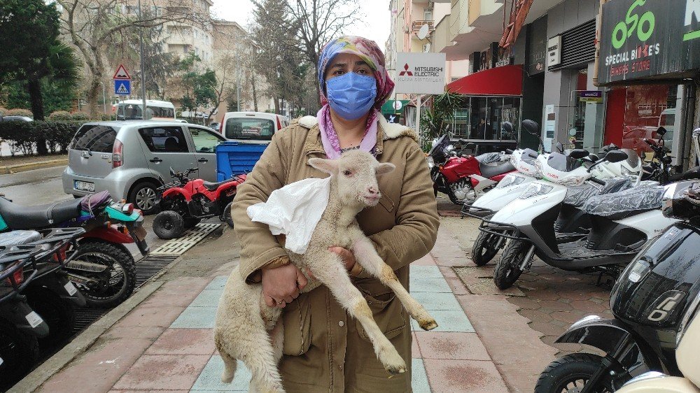 Yaralı Kuzuyu Kucağında Bebek Gibi Böyle Taşıdı