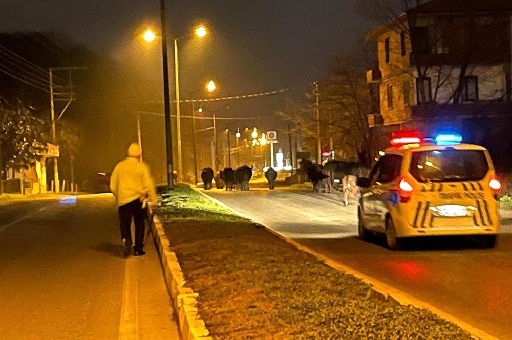 Ahırdan Kaçan Firari İnekler Polise Yakalandı