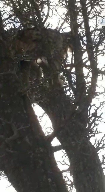 Köpeklerin Saldırısından Kaçan Vaşak, Ağaca Çıkarak Kurtuldu