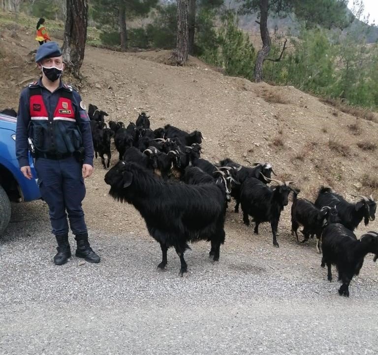 Fatma Teyzenin Kaybolan Keçilerini Jandarma Buldu