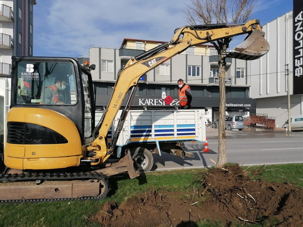 Rüzgar Caddesi’ndeki Ağaçlar Yenilenecek