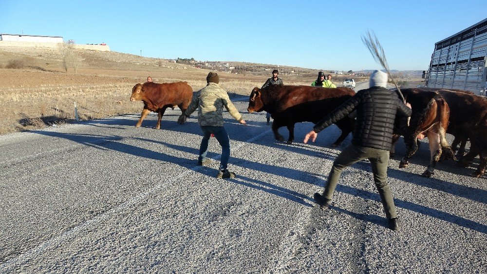 Devrilen Tırdan Boğalar Yola Kaçtı, Yakalamak Kolay Olmadı