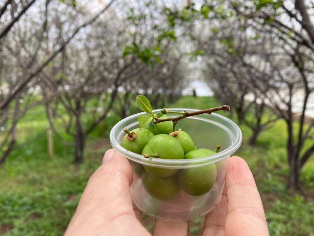 100 Gram Erik Ağacında 100 Tl’den Satışa Sunuldu