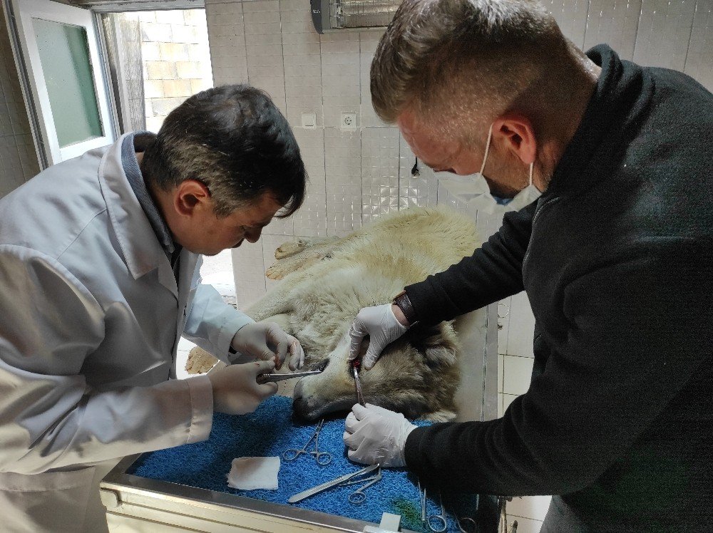 ’kiraz Göz’ Ameliyatı Yapılan Köpek Sağlığına Kavuştu