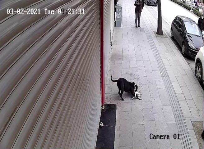 Hatay’da Pitbull Dehşeti