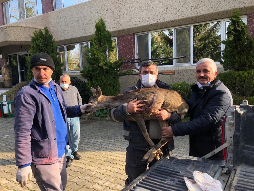 Muhtar Karacayı Köpeklere Yem Olmaktan Kurtardı