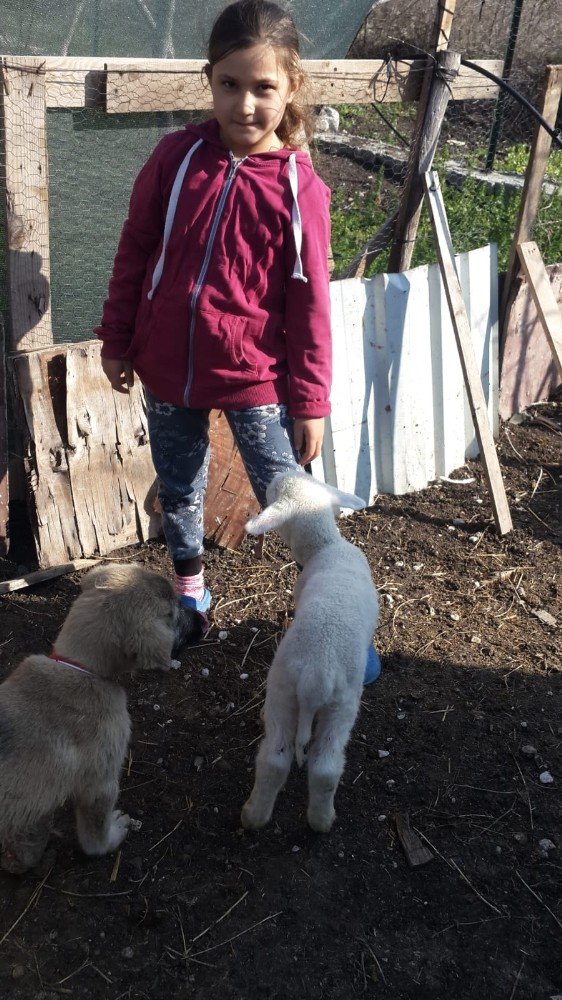İ̇mam Yaralı Köpeğe Sahip Çıktı