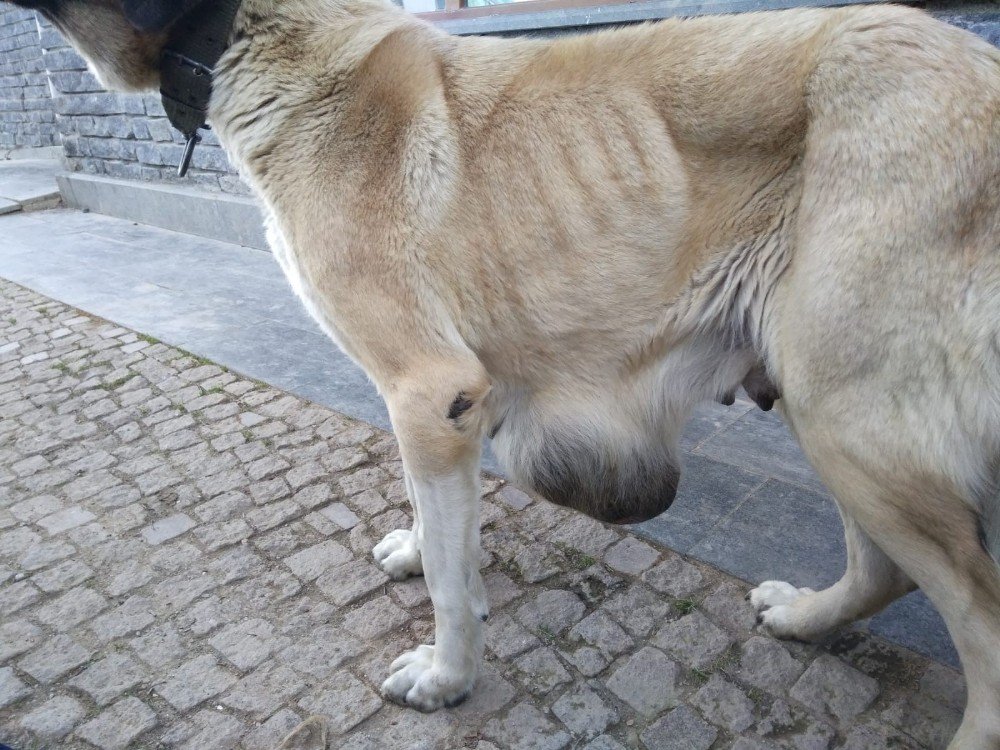 Hasta Köpeğe Büyükşehir Sahip Çıktı