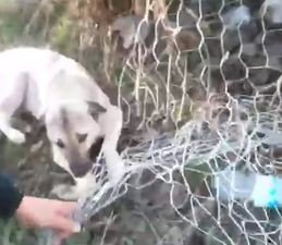 Bahçe Tellerine Takılan Köpek Kurtarıldı