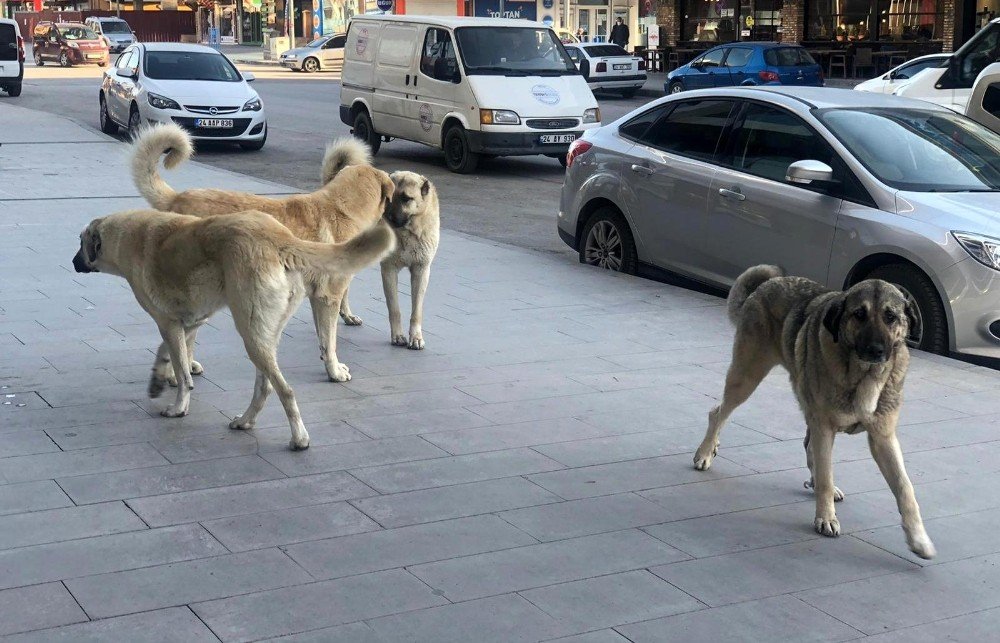 Erzincan’da Sokak Köpekleri Tehlike Saçıyor